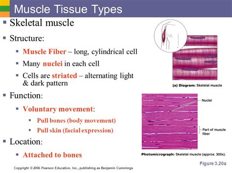 skeletal muscle tissue function