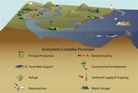 Overview of Ecosystem-Complex Processes