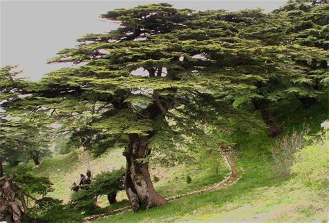 Cèdre du Liban | Lebanon cedar, Lebanon tree, Cedar trees