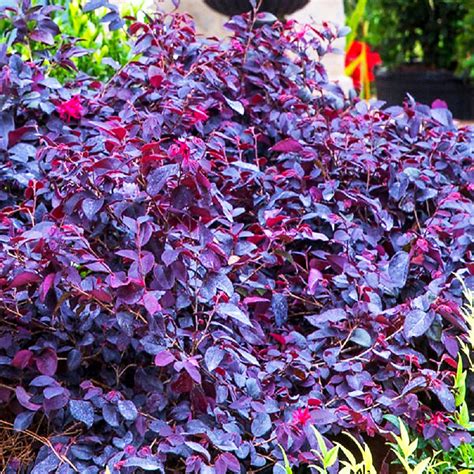 Red Diamond™ Loropetalum For Sale Online | The Tree Center