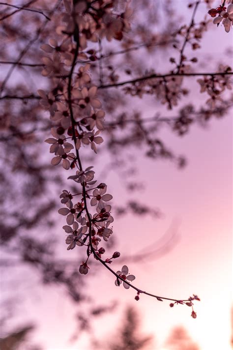 HD desktop wallpaper: Sakura, Plants, Flowers download free picture #31365