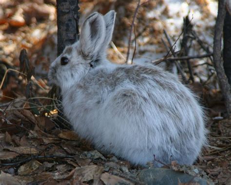 Alaskan hare - Google Search in 2020 | Pet birds, Animals wild, Animal ...