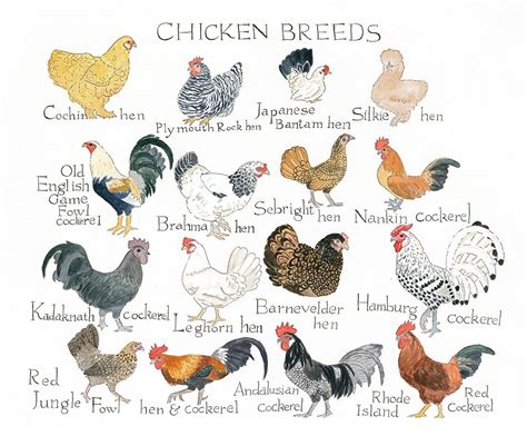 Poultry Breed Chart Types Of Poultry Poultry Breeds Types Of Chickens | The Best Porn Website