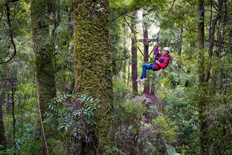 Rotorua Zipline Canopy Adventure Eco ForestTours 2019