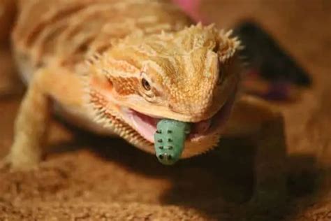 Reasons Why Your Bearded Dragon is Lethargic - Wildlife Informer