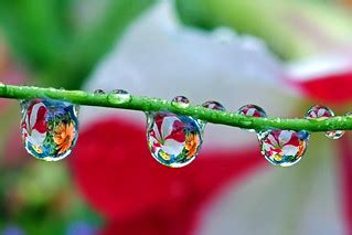 Grand Opening: new "water drop bouquet" grow, harvest and … | Flickr
