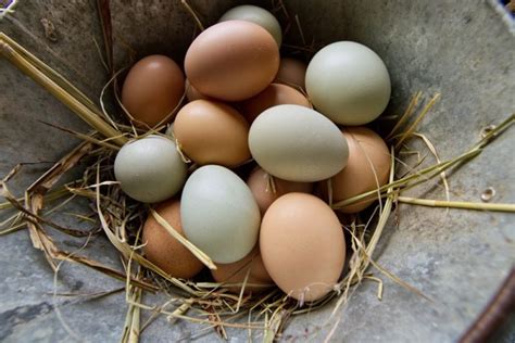 5 Chicken Breeds That Lay Blue Eggs (Ultimate Guide) - The Hen's Loft