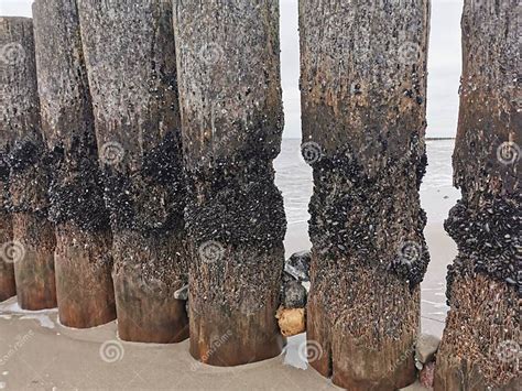 Damage of the Naval Shipworm at Coastal Protection Groynes Stock Photo - Image of sculpture ...