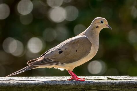 Mourning Dove - Bird Watching Academy