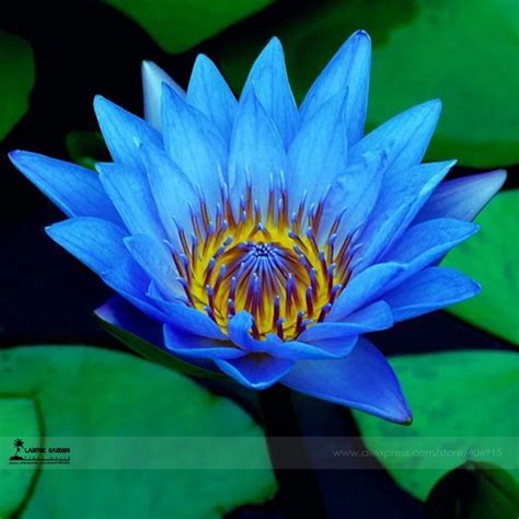 1 Professional Pack, 1 seed / pack, Dark Blue Nymphaea Caerulea China ...