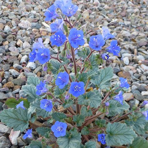 Desert Blue Bells | Native-Seeds-Search