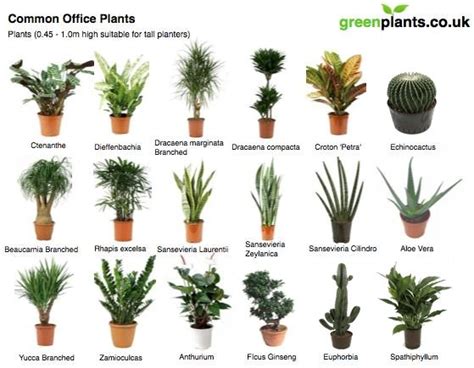 Common Office Plants — greenplants.co.uk