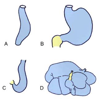 Development of the cloaca. (A) Cloaca of a human embryo around fifth... | Download Scientific ...