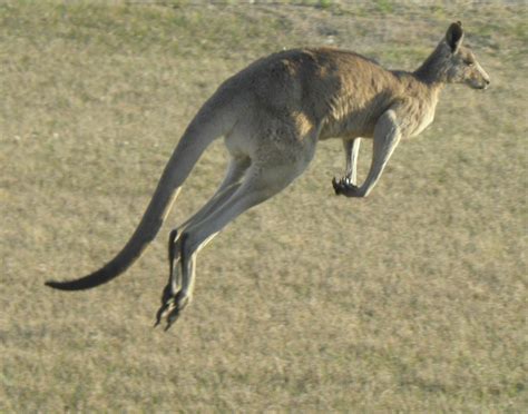 Fragmentation of habitat | Wildlife Queensland Scenic Rim