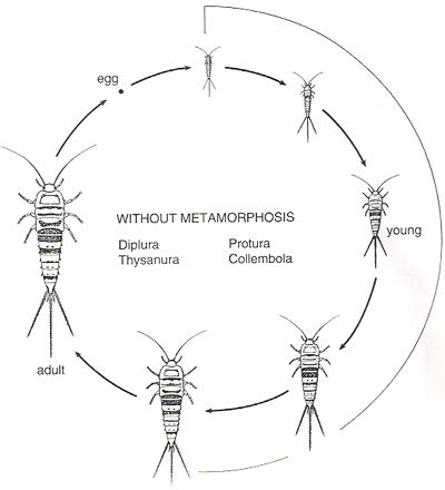 Silverfish Life Cycle