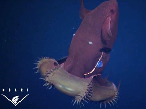vampire squid – Deep Sea News