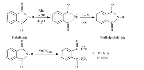 Gabriel Phthalimide Synthesis Reaction: Mechanism and Limitations