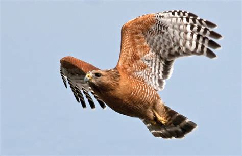 Bay Nature Magazine: Hear the Clarion Call of the Red-Shouldered Hawk