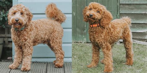 Waggel Blog - Cockapoo Haircuts with Pics...Waggel Knows Style