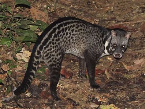 Let's do Some Zoology! - Malabar Large-spotted Civet (Viverra civettina) ... | Animals, Animals ...