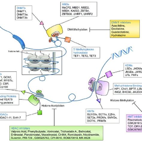 Epigenetic regulation of DNA methylation, histone acetylation, and... | Download Scientific Diagram