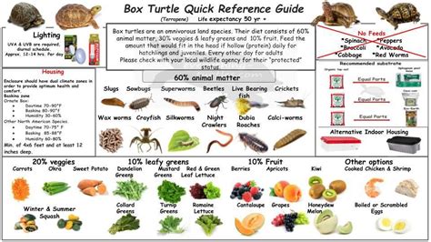 Box Turtle Quick Reference Guide | Turtle care, Box turtle, Tortoise care