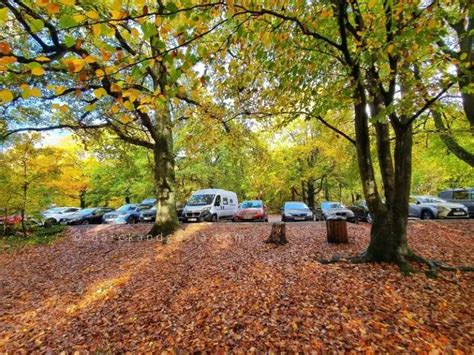 Burnham Beeches walks - England's Top Ancient Woodland!