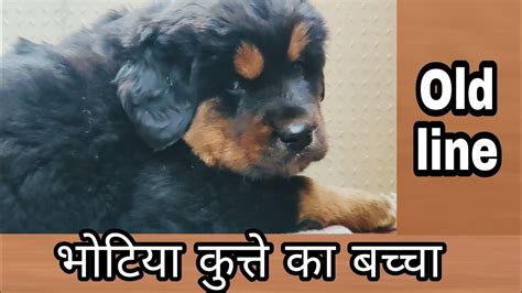 Bhotia dog puppies for sale searching for bhotia Dog puppies Dehradun to Uttarkashi uttarakhand ...