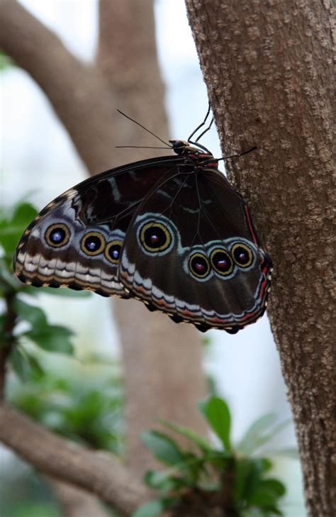 Eyespot Butterfly on Tree Trunk by PanisEtCircense on DeviantArt