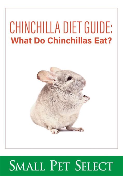 Chinchilla Diet Guide: What do Chinchillas Eat? | Small Pet Select# ...