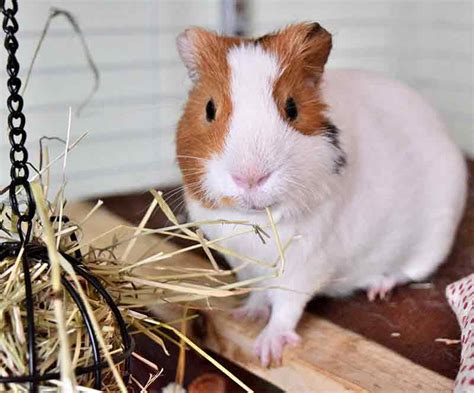 Guinea Pig Cage Size Guide - The Best Indoor Guinea Pig Cages