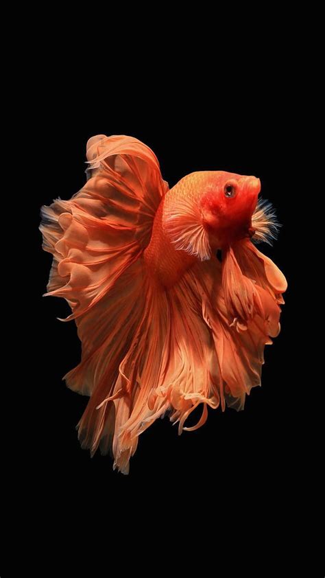 Betta Fish para Android, pez dragón negro fondo de pantalla del ...