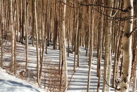 aspen trees in winter, photograph, #1169462 - FreeImages.com