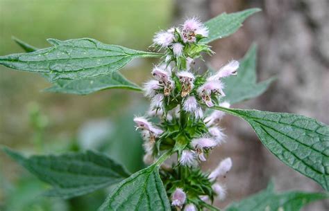 100 Motherwort Herb Seeds - (Leonurus Cardiaca) - Seeds