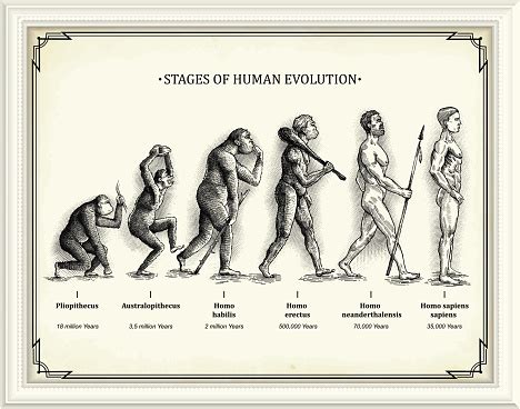 Stages Of Human Evolution Stock Illustration - Download Image Now - Infographic, Evolution, Homo ...