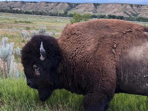 Teddy Roosevelt National Park Begins To Re-open