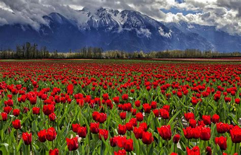 Top Things to Do in Vancouver in Spring