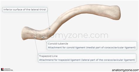 Clavicle - Structures, Muscle Attachments, 3D Model | AnatomyZone