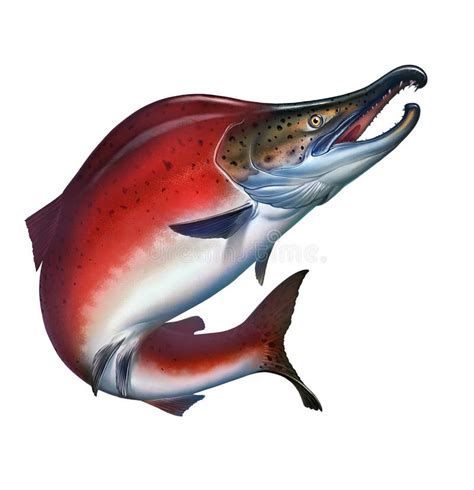 Red Salmon Realistic Illustration Isolated. Stock Illustration - Illustration of water, white ...