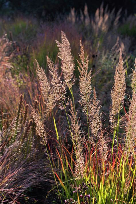 Korean Feather Reed Grass Photograph by Jenny Rainbow - Fine Art America