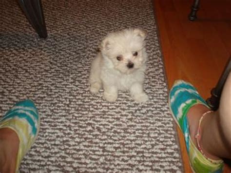 Maltipom (Maltese X Pomeranian) Info, Temperament, Puppies, Pictures