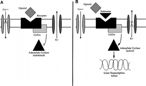 Schematic representation of detection of endogenous opioid tone. In... | Download Scientific Diagram