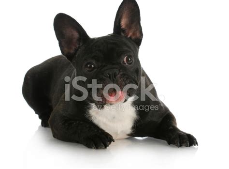 Funny French Bulldog Stock Photo | Royalty-Free | FreeImages