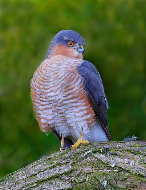 Wildlife Photographic Diary by Alan Saunders: Male Sparrowhawk