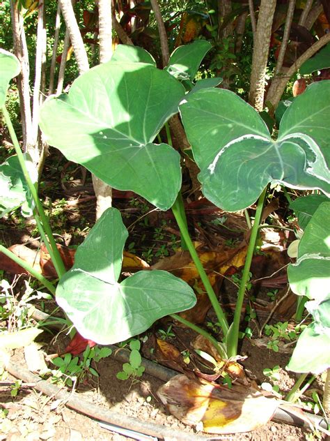 Arrowleaf elephant's ear (Xanthosoma sagittifolium) Flower, Leaf, Care ...