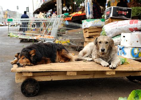 On Biology Village dog DNA reveals genetic changes caused by domestication