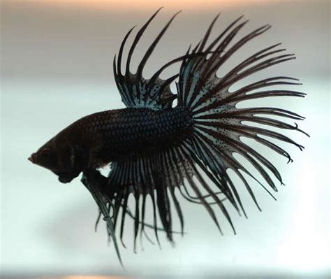 A Journey Through the Elegant World of Black Betta Fish