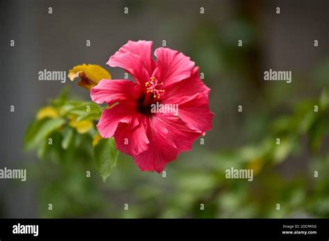 Hibiscus rosa-sinensis, also called Chinese hibiscus, China rose, Hawaiian hibiscus, rose mallow ...