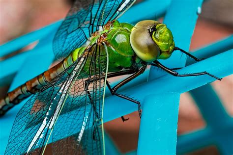 Free Images : wing, green, color, insect, blue, closeup, fauna, invertebrate, close up, eyes ...