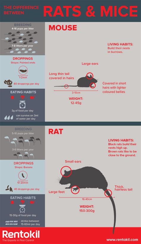 What is the Difference Between a Rat and a Mouse? | Rentokil